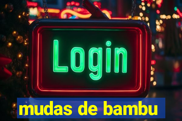 mudas de bambu